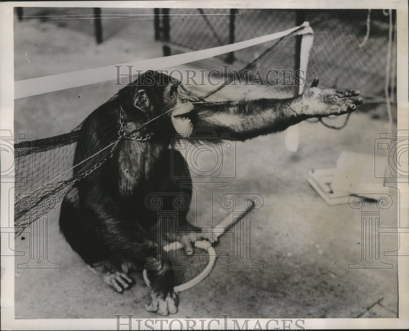 Load image into Gallery viewer, 1938 Press Photo Jackie the Chimpanzee Tangled in Tennis Net - ney23631
