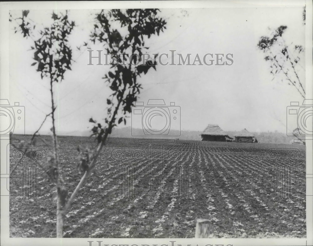 Press Photo Colombian Bean Field - ney26133- Historic Images