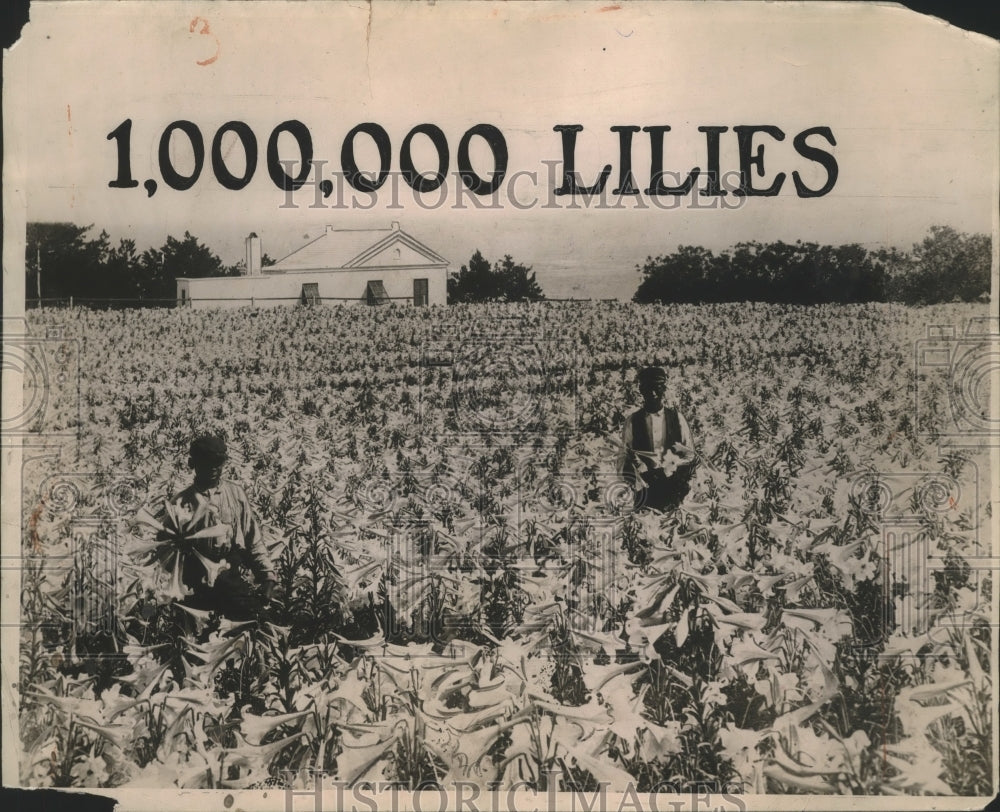 1949 Press Photo Field of Easter lilies being nursed in Bermufa - ney26885