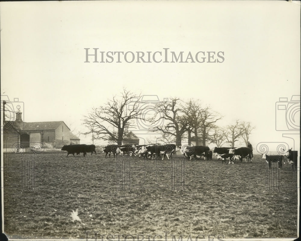 1930 Press Photo Shows Part of Knig's Herd at Flemish Farm Royal Farm at Windsor