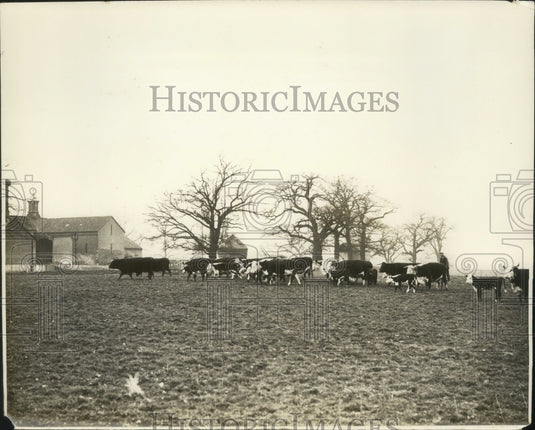 1930 Press Photo Shows Part of Knig's Herd at Flemish Farm Royal Farm at Windsor