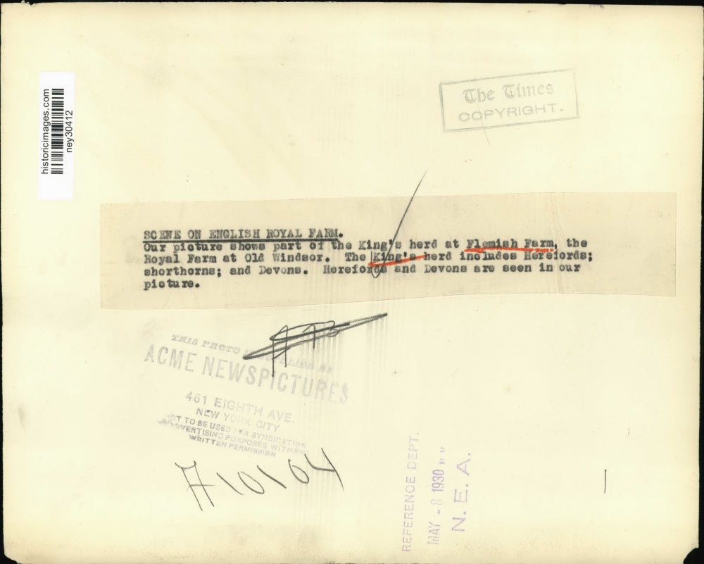 1930 Press Photo Shows Part of Knig's Herd at Flemish Farm Royal Farm at Windsor