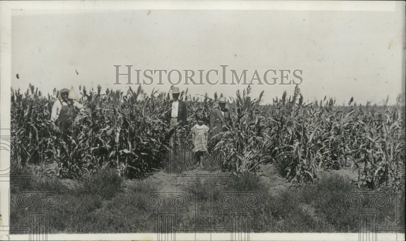 Load image into Gallery viewer, 1934 Press Photo Workers in Russian Thstle field at farm of CS Betts - ney30757
