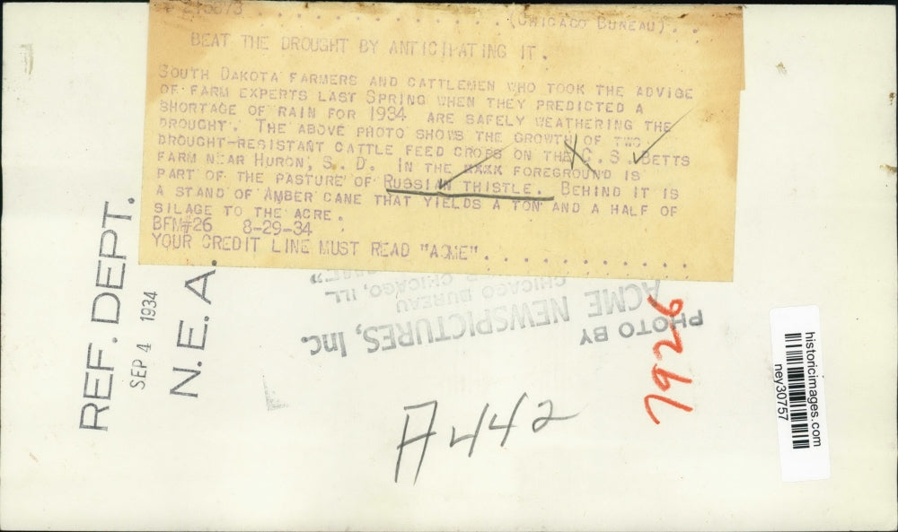 1934 Press Photo Workers in Russian Thstle field at farm of CS Betts - ney30757