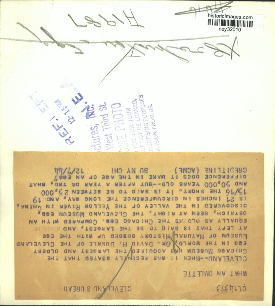 1944 Press Photo Chicago Museum Acquires Largest and Oldest Ostrich Egg