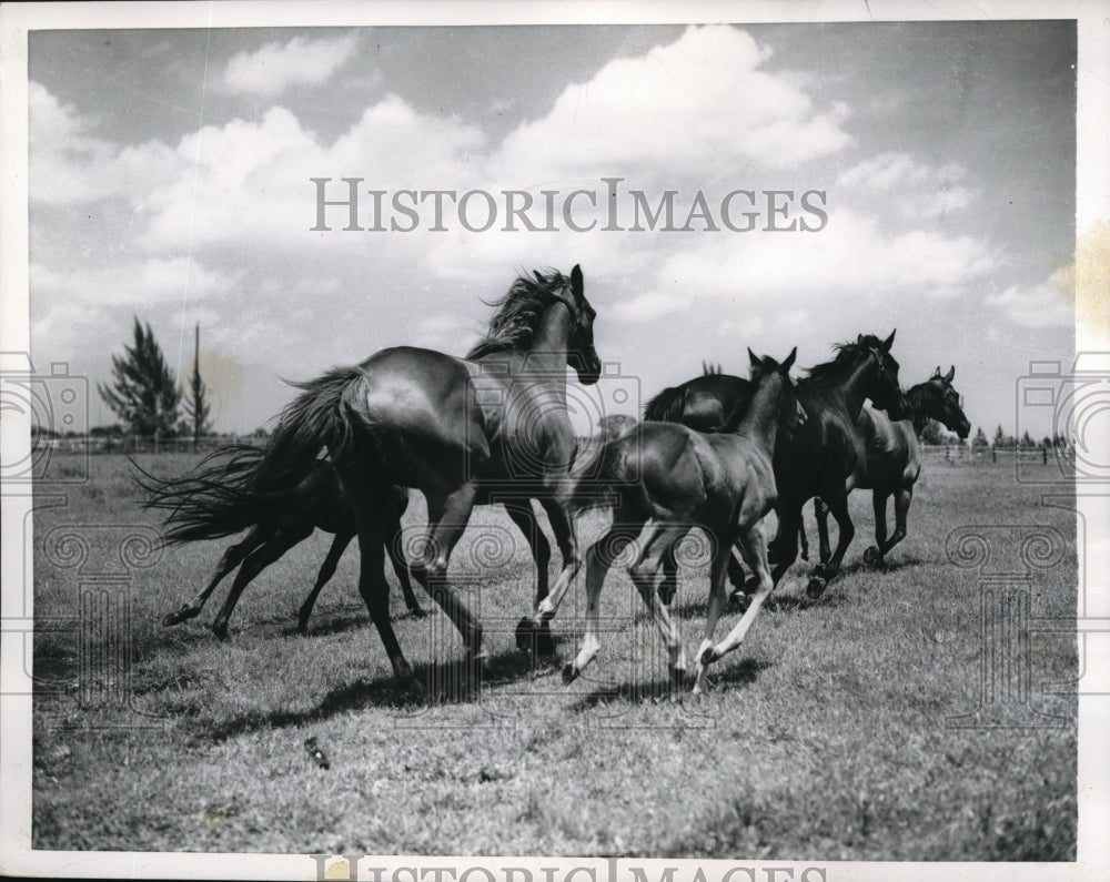 1956 Press Photo Young Colts and Dams Run Free on Florida Breeding Farm