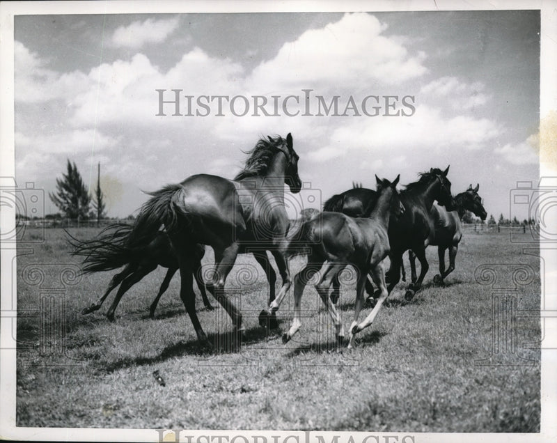 Load image into Gallery viewer, 1956 Press Photo Young Colts and Dams Run Free on Florida Breeding Farm
