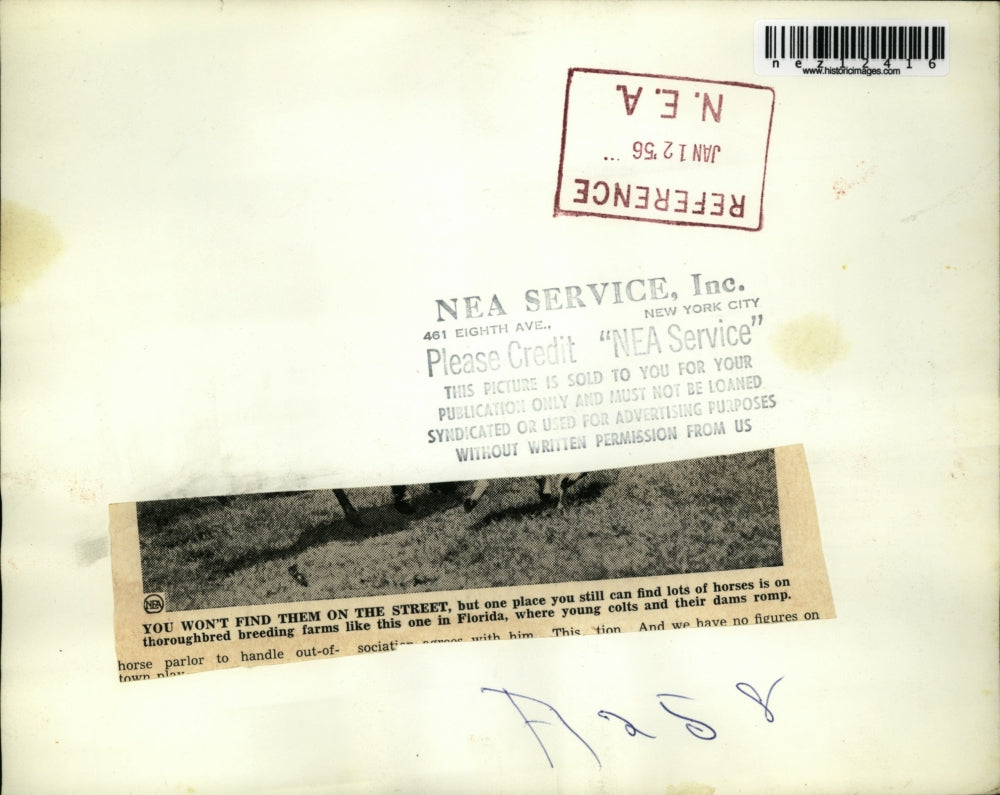 1956 Press Photo Young Colts and Dams Run Free on Florida Breeding Farm