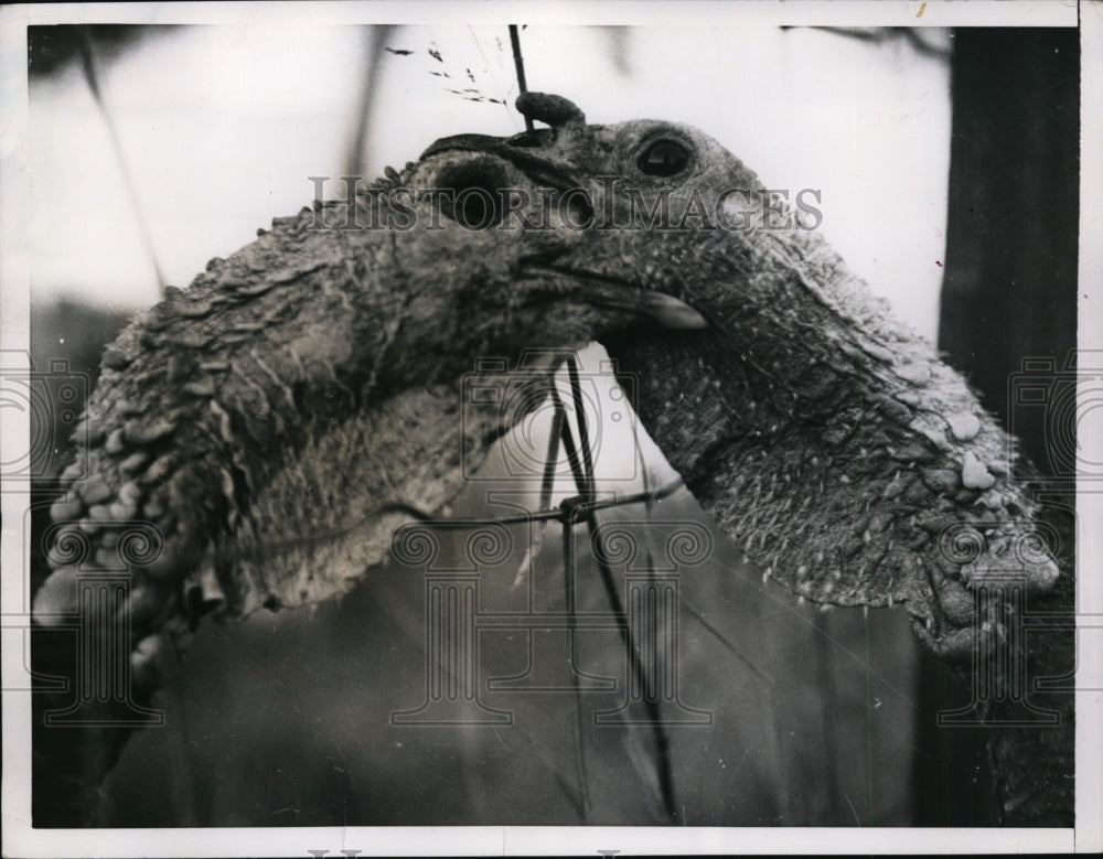 1955 Press Photo pair of turkeys battling each other through wire fence
