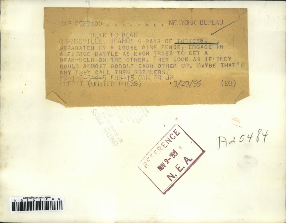 1955 Press Photo pair of turkeys battling each other through wire fence