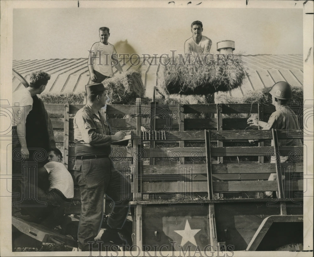 1965 Press Photo Men Pass Out Hay for Cattle of Plaquemines, Louisiana- Historic Images