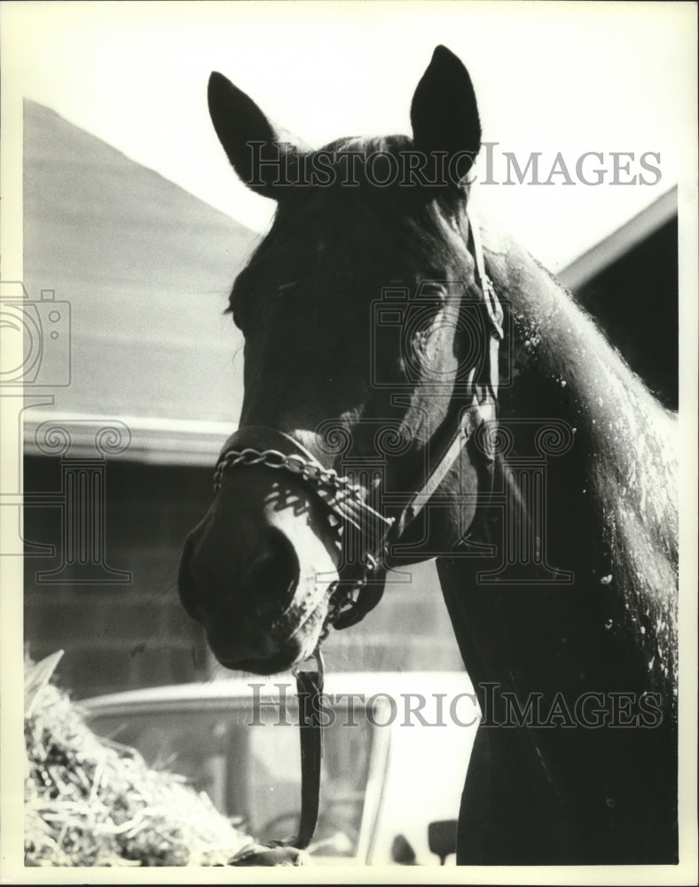 1982 Press Photo Horse Racing - El Baba Racehorse - noa02983- Historic Images