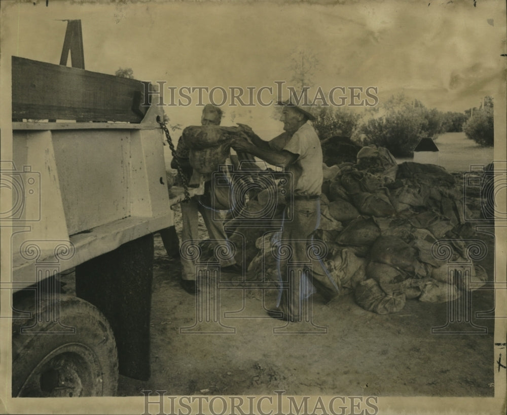 1964 Press Photo Hurricane Hilda- Workmen toss loaded sandbags into truck.- Historic Images