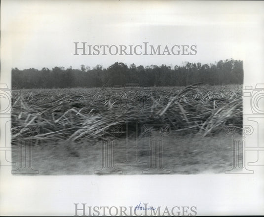 1974 Press Photo Hurricane Carmen- Sugar cane crop destroyed. - noa04579- Historic Images