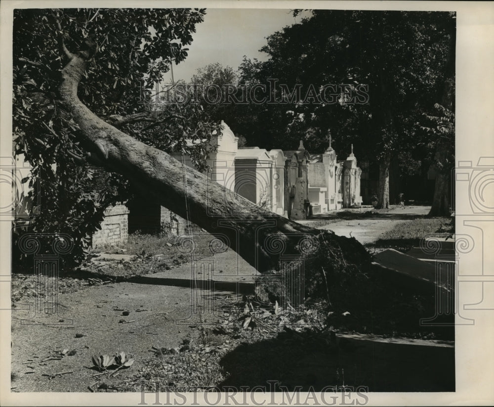 1964 Press Photo Hurricane Hilda- Storm knocks tree down at Lafayette Cemetery.- Historic Images