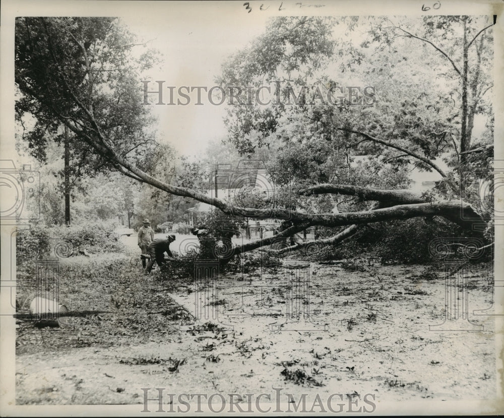 1956 Press Photo Hurricane Flossy- Workmen start cutting up a tree.- Historic Images