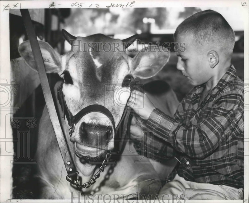 Load image into Gallery viewer, 1967 Press Photo Terry Stevens and Jersey calf at the Hammond Fair. - noa08869

