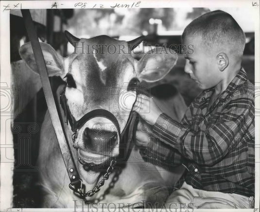 1967 Press Photo Terry Stevens and Jersey calf at the Hammond Fair. - noa08869