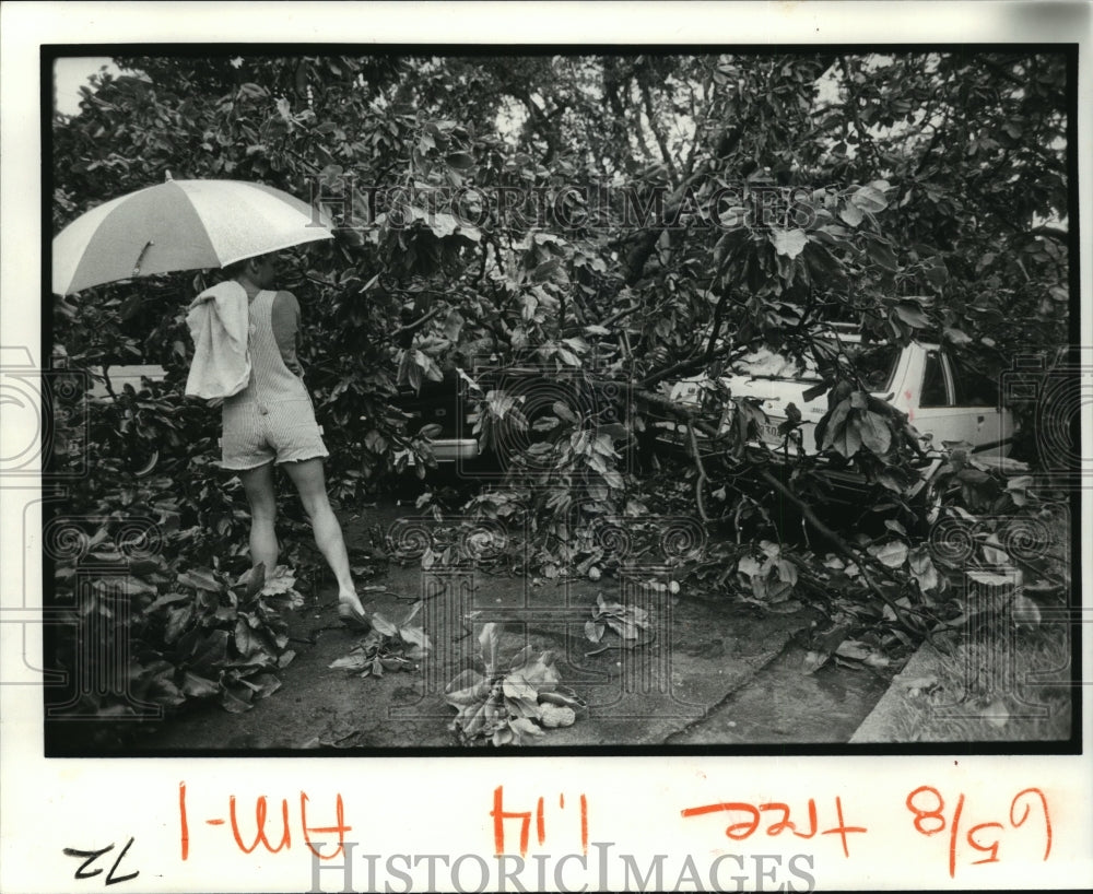 1982 Press Photo Accidents - A tree blown onto car on State Street during storm.