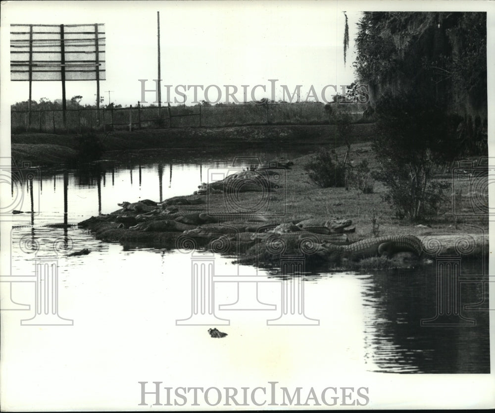  Press Photo Animals - Clemons Alligator Farm Tries Raising Crocodiles- Historic Images