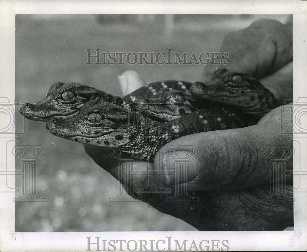 1963 Press Photo Baby Aligators in refuge pens held by personnel - noa14770- Historic Images