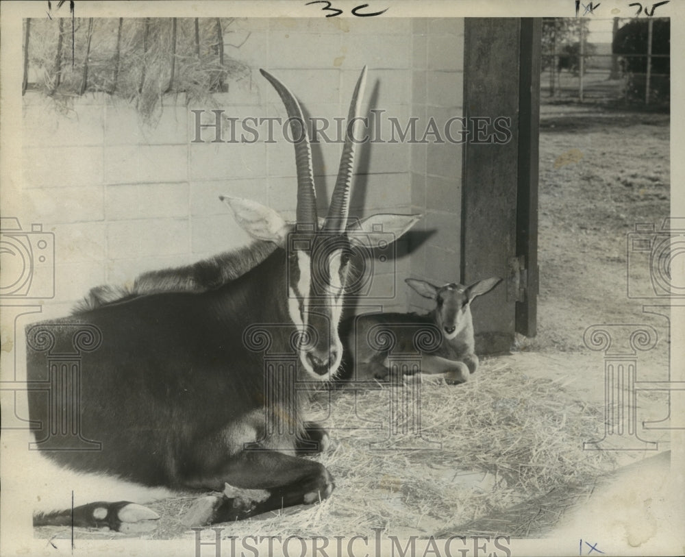 1973 Press Photo Audubon Park Zoo newborn sable antelope - noa16323