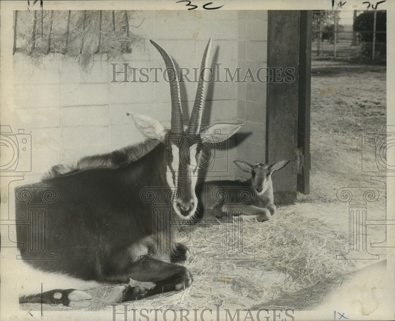 Load image into Gallery viewer, 1973 Press Photo Audubon Park Zoo newborn sable antelope - noa16323
