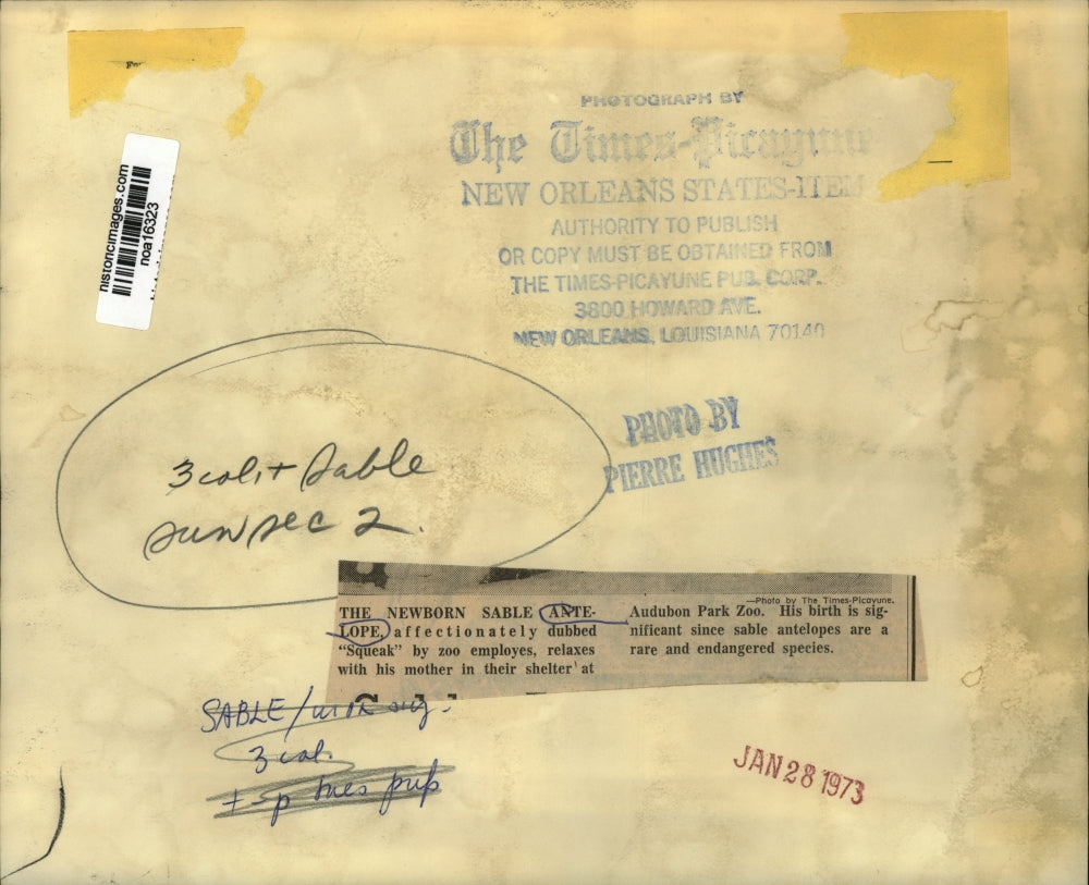 1973 Press Photo Audubon Park Zoo newborn sable antelope - noa16323