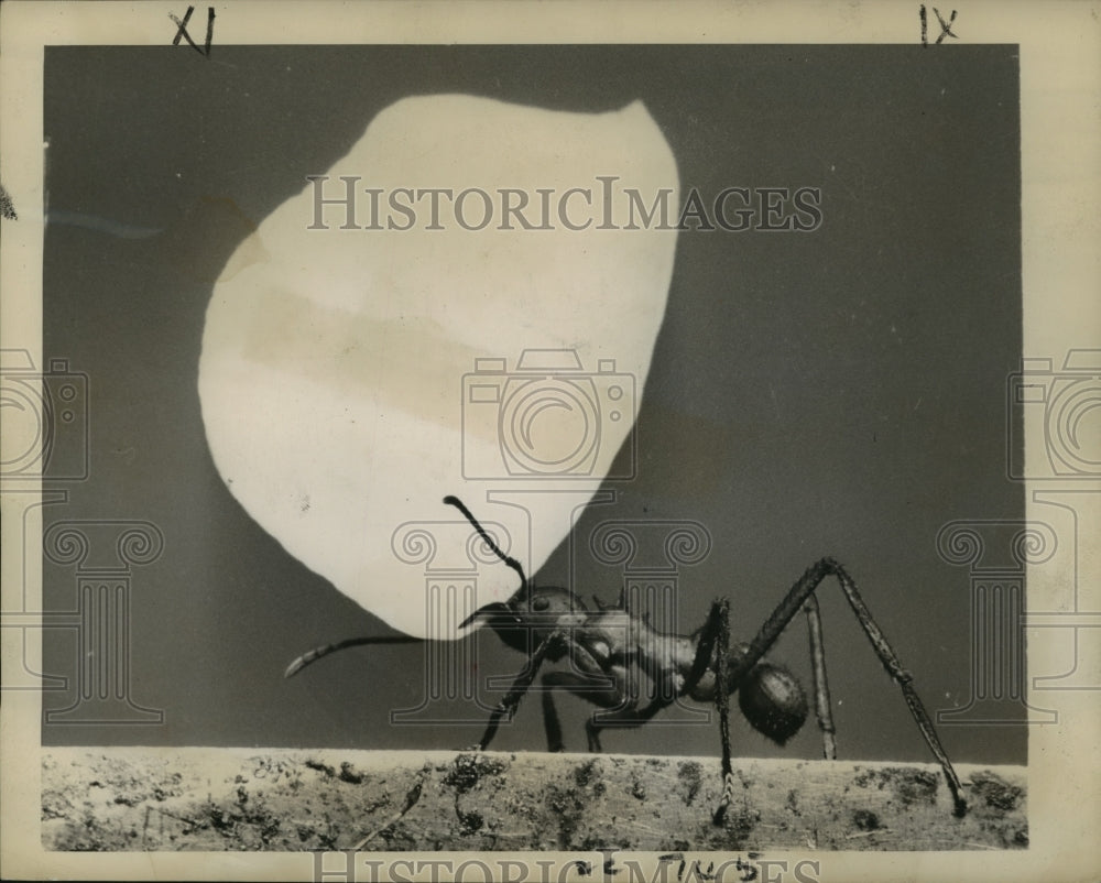1948 Press Photo Parasol Ant Carries Rose Petal, Bronx Zoo, New York - noa20173
