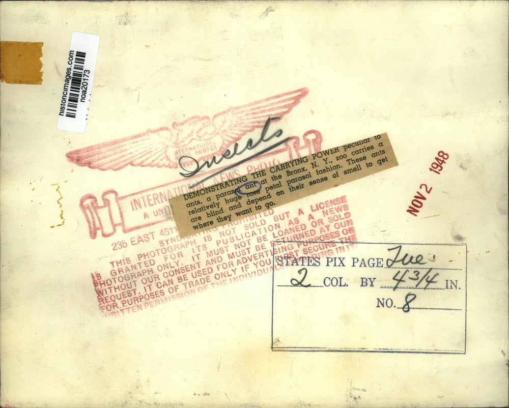 1948 Press Photo Parasol Ant Carries Rose Petal, Bronx Zoo, New York - noa20173