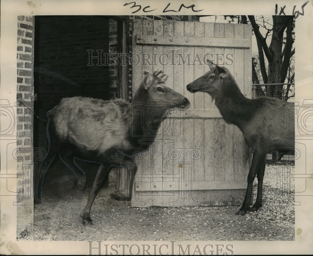 1965 Press Photo Audubon Park Zoo - Elk Delivered to Audubon Zoo - noa20353- Historic Images