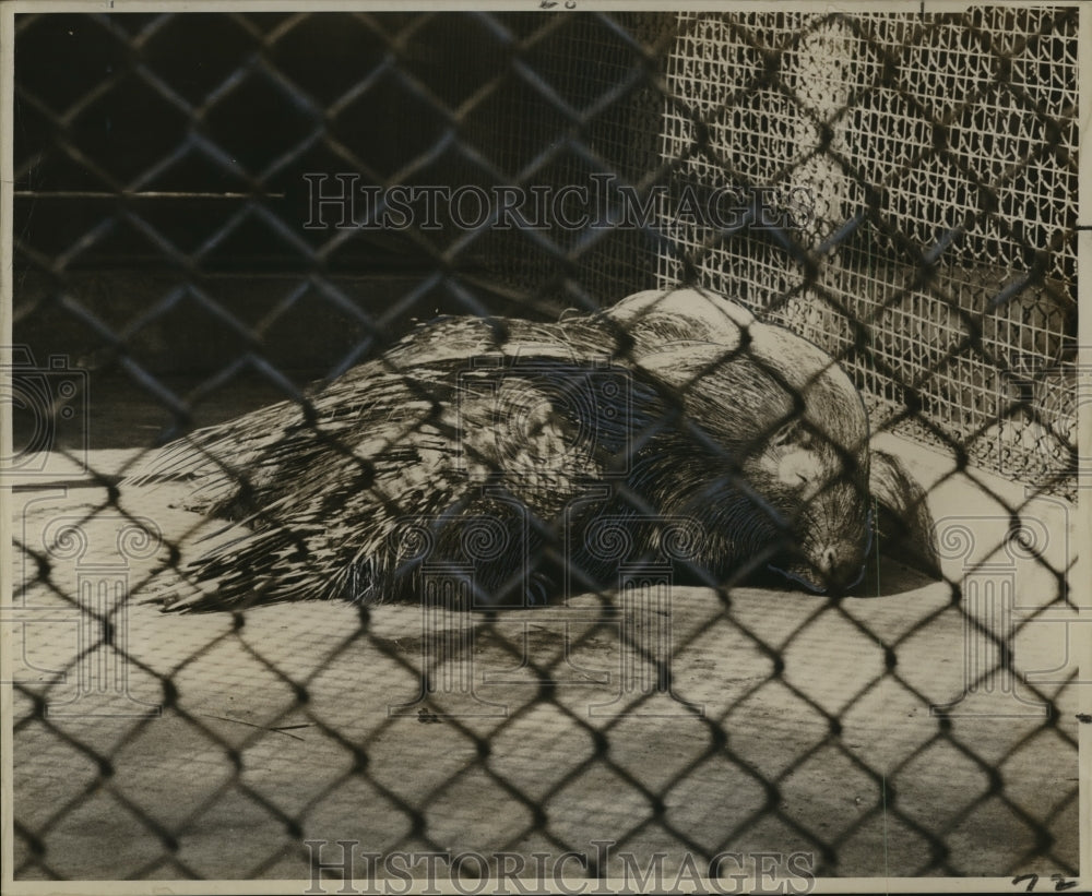 1963 Press Photo Animals - Porcupine Lazing- Historic Images