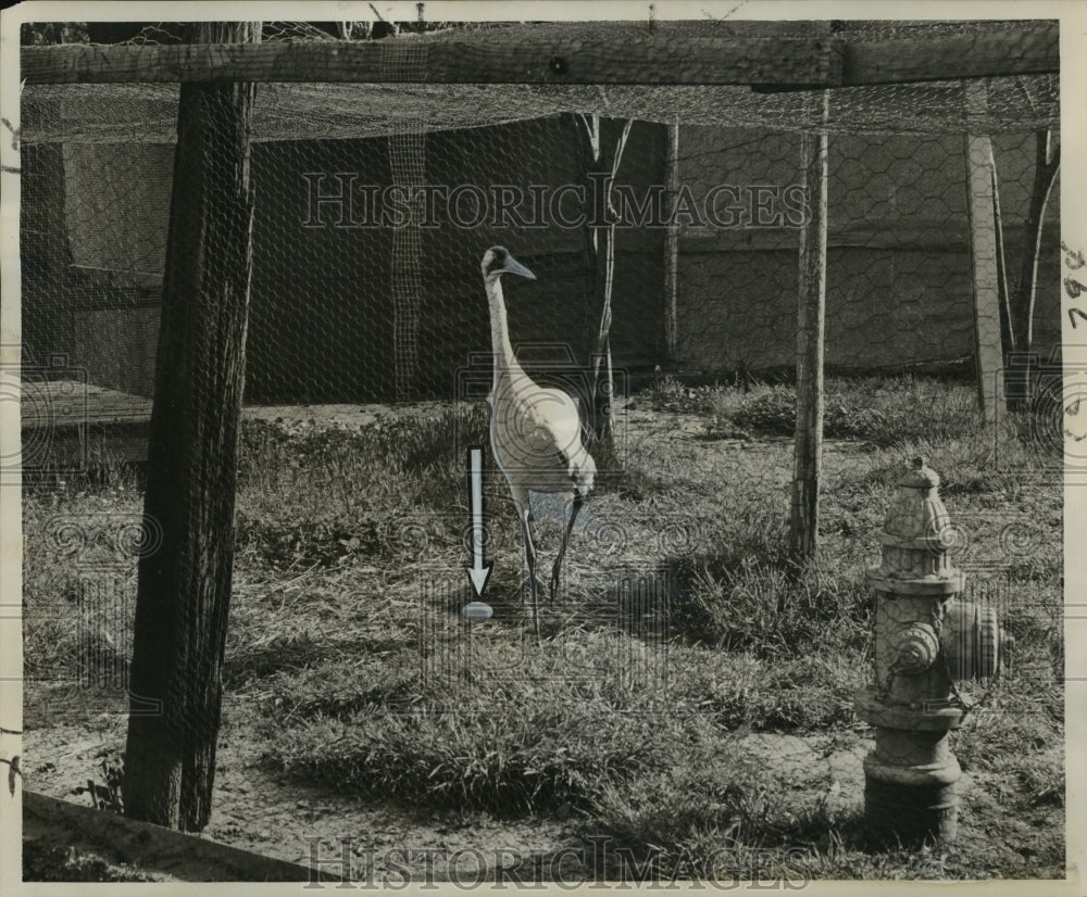 1958 Press Photo Whooping Crane guards the new egg - noa21976- Historic Images