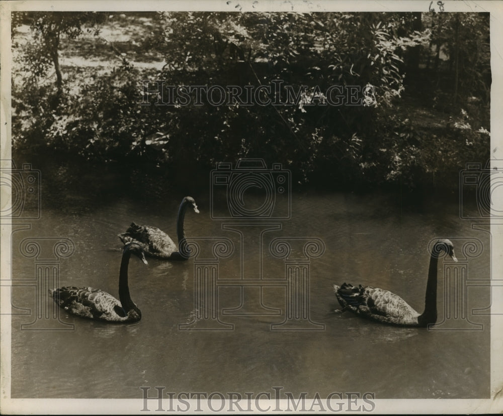 1954 Press Photo Black Swans at Audubon Park Lagoon - noa22195