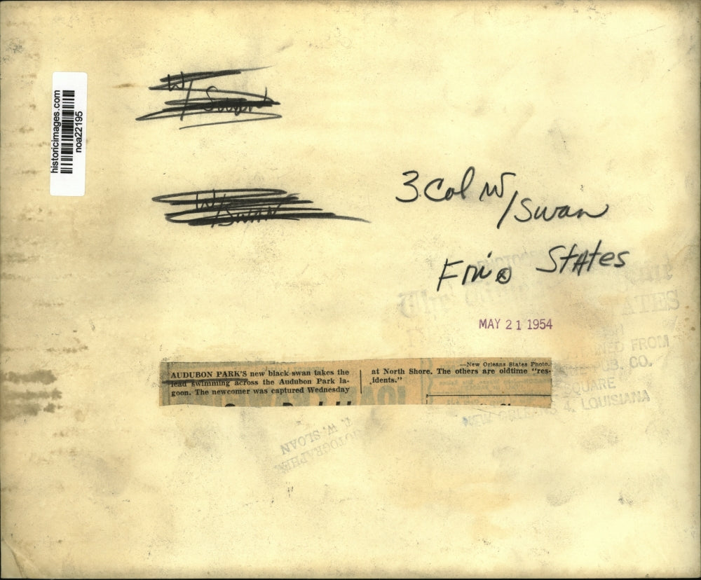 1954 Press Photo Black Swans at Audubon Park Lagoon - noa22195