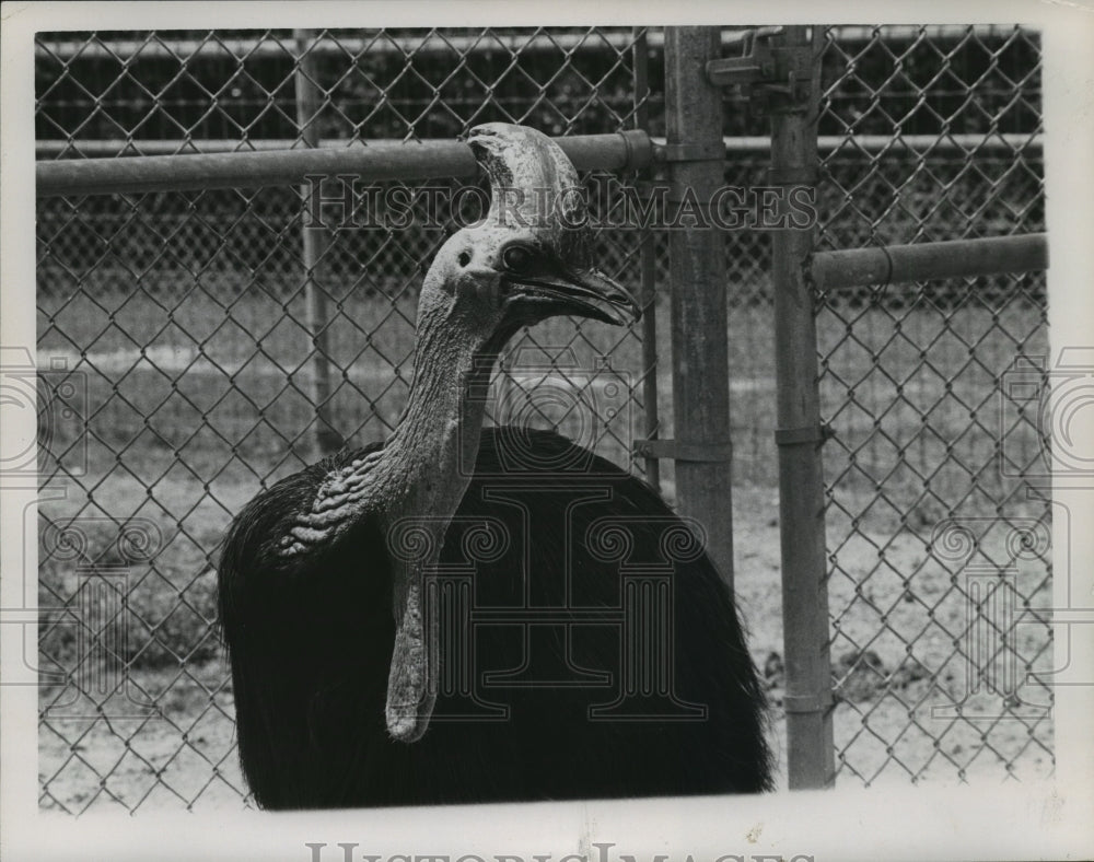 1961 Press Photo Cassowary Australian Bird at Audubon Park Zoo, New Orleans