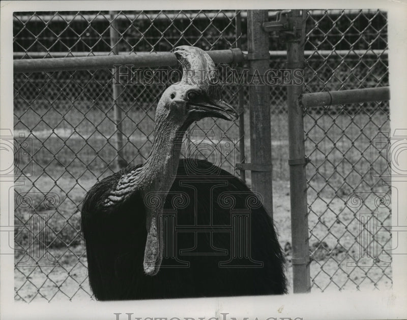 Load image into Gallery viewer, 1961 Press Photo Cassowary Australian Bird at Audubon Park Zoo, New Orleans
