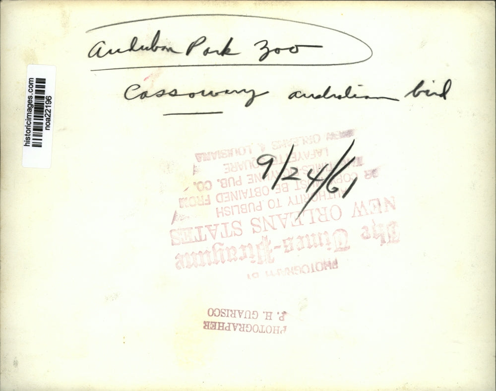 1961 Press Photo Cassowary Australian Bird at Audubon Park Zoo, New Orleans