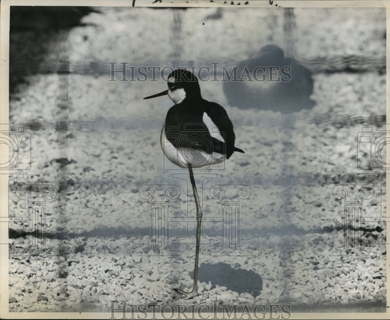 Load image into Gallery viewer, 1961 Press Photo The Stilt Bird - noa22200
