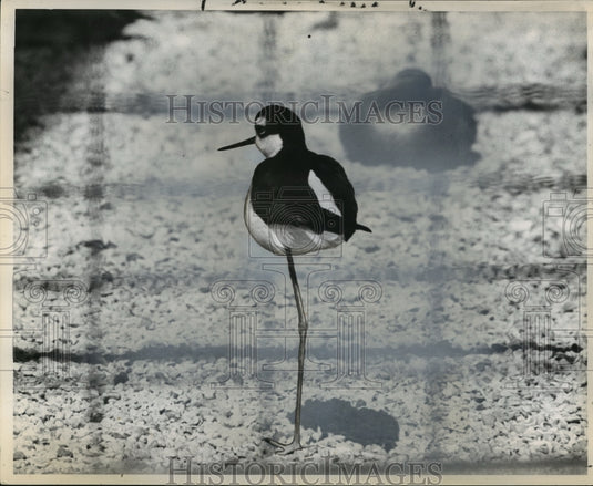 1961 Press Photo The Stilt Bird - noa22200