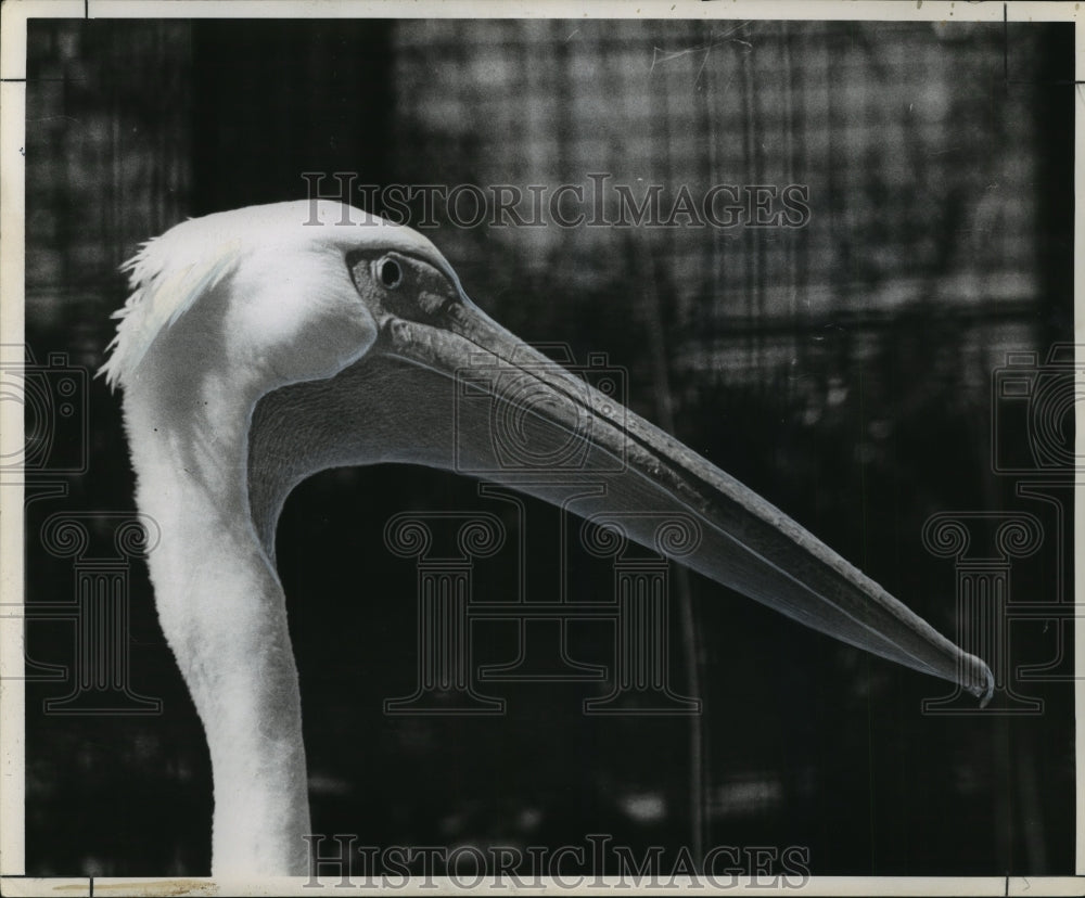 1961 Press Photo European Pelican &quot;Man&quot; - noa22205- Historic Images