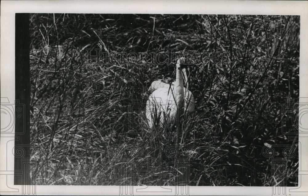 1956 Press Photo Audubon Park Zoo Whooping Crane in Reeds - noa22219- Historic Images