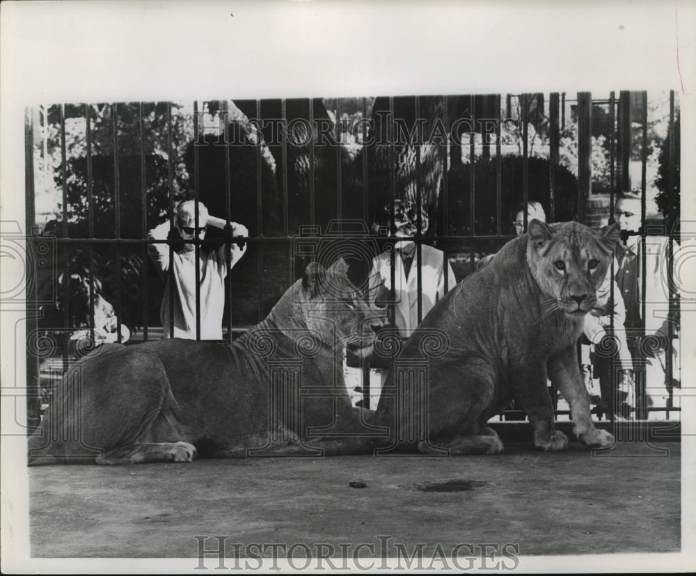 1963 Press Photo Lions in Captivity at Audubon Park Zoo - noa22269- Historic Images