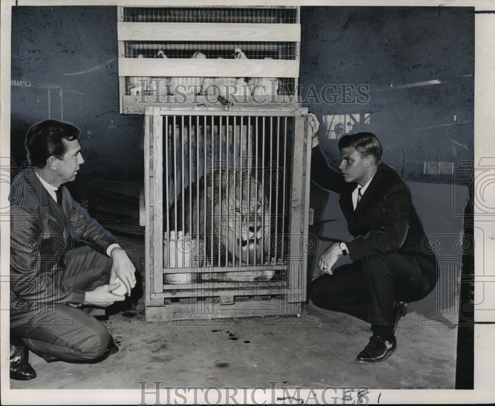 1967 Press Photo Audubon Zoo Lion, Japanese Chickens Being Shipped to Guatemala- Historic Images