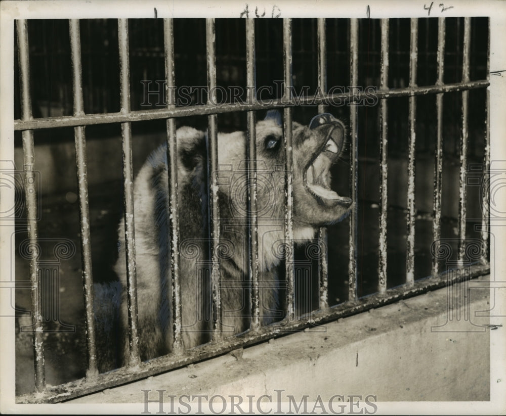 1959 Press Photo Female Brown Russian Bear, Laura, in Cage - noa22332- Historic Images