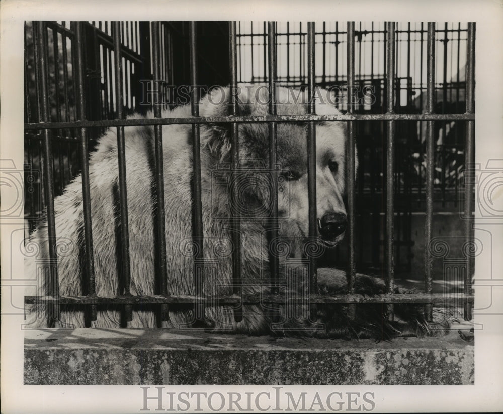 1953 Press Photo New Orleans Audubon Zoo - Bear Looking Out of his Cage- Historic Images