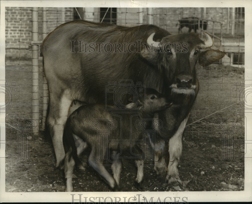 1942 Press Photo New Orleans Audubon Zoo - Indian Water Buffalo Calf &amp; Mother- Historic Images