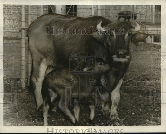 1942 Press Photo New Orleans Audubon Zoo - Indian Water Buffalo Calf & Mother- Historic Images
