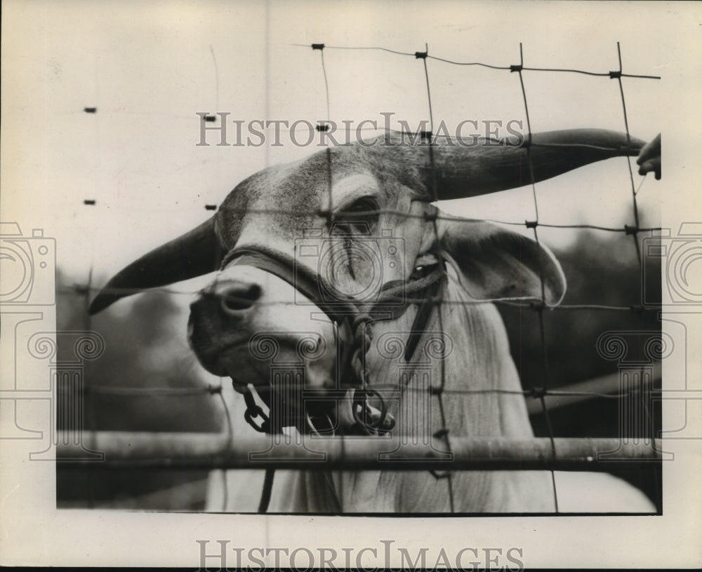 1945 Press Photo New Orleans Audubon Zoo - Animal Wearing a Bridle - noa22361