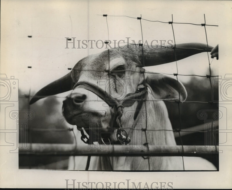 Load image into Gallery viewer, 1945 Press Photo New Orleans Audubon Zoo - Animal Wearing a Bridle - noa22361
